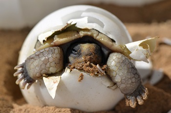 Imagen de una tortuga saliendo de un huevo