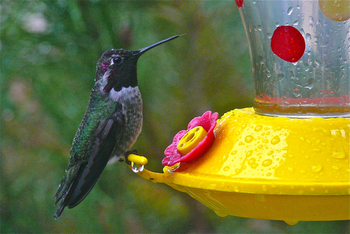 Colibrí de mentón negro