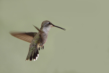 Colibrí de mentón negro