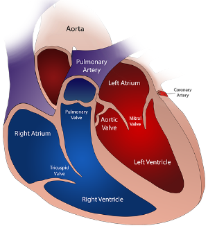 corazón