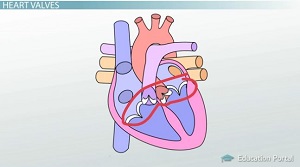 Válvulas cardíacas