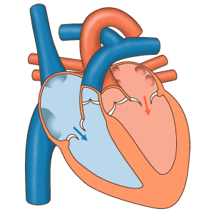 Diagrama animado de un corazón que muestra cómo se contrae y cómo fluye la sangre.