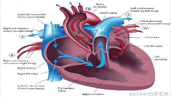 Diagrama de las cámaras del corazón