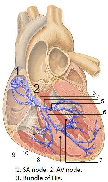 diagrama
