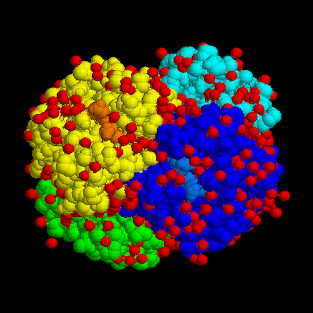Hemoglobina