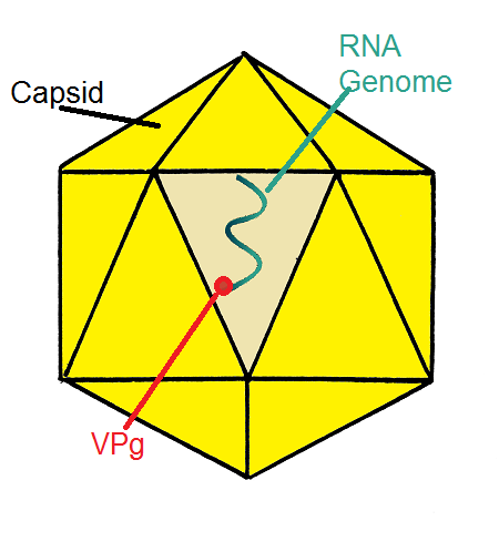 Nucelocapsida