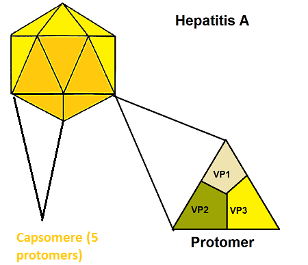 Protómero de HepA