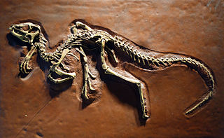Heterodontosaurio