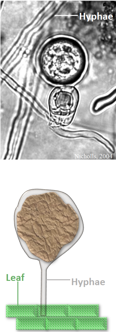 Moldes de agua