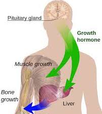 Efectos de la HGH en el cuerpo