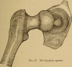 articulación de cadera