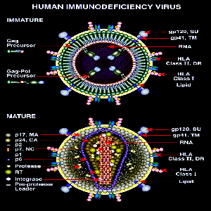 Diagrama de un virión del VIH