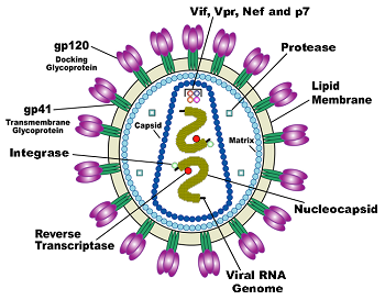 Estructura del virus del VIH