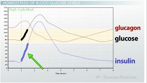 Gráfico que muestra las concentraciones de glucosa, insulina y glucagón después de las comidas