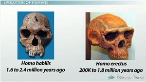 Homo erectus y homo Habilis
