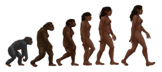 Una ilustración de la evolución humana a partir de ancestros comunes de chimpancés.