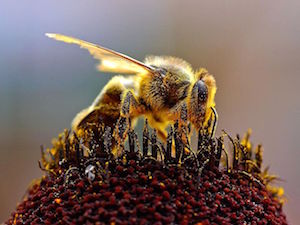 miel de abeja