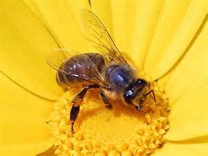 Miel de abeja sobre una flor amarilla