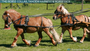 Arneses para collares de caballo