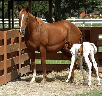 Imagen de una madre caballo alimentando a su potro