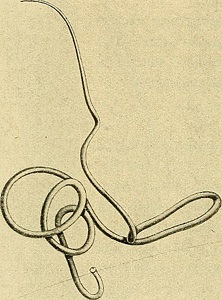 Dibujo de un gusano enrollado muy delgado.