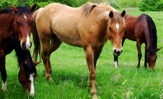 Caballos