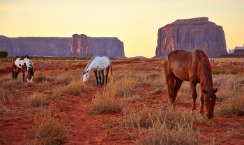 Caballos en el desierto