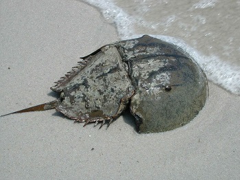 Cangrejo herradura 2