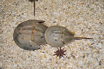 Apareamiento de cangrejos herradura