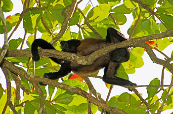 mono en el árbol