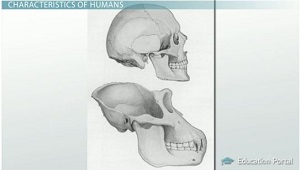 Mandíbulas humanas