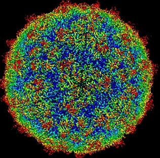 Estructura de rinovirus
