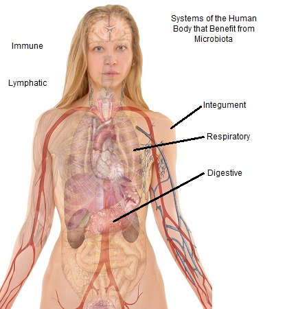 Una ilustración de la anatomía humana con sistemas destacados que se benefician de la microbiota.