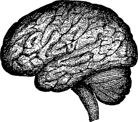 Imagen en blanco y negro del cerebro humano