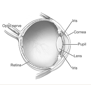 diagrama de ojo
