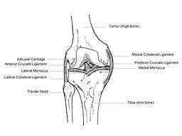 Rodilla humana sana
