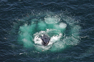 Imagen aérea de muchas burbujas en la superficie del océano en un círculo que rodea a una ballena que se alimenta
