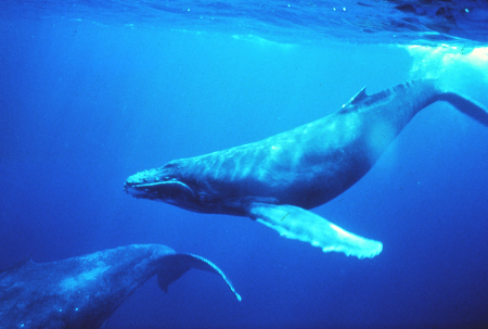 Fotografía submarina de una ballena jorobada nadando cerca de la superficie en agua muy azul