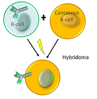 El hibridoma es la fusión de células B normales y cancerosas.