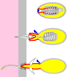 nematocisto