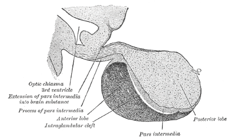 lóbulos de la glándula pituitaria