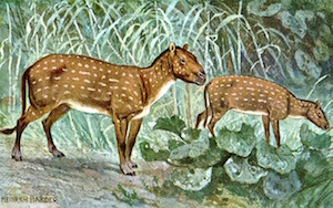 Eohippus 