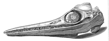 Dibujo del cráneo de Icthyosaurus encontrado por Mary y Joseph Anning en 1811