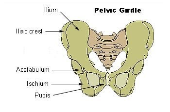 Imagen de la cintura pélvica. 