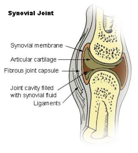 articulación