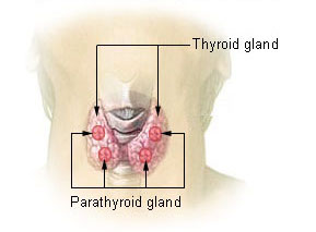 anatomía de la glándula paratiroidea