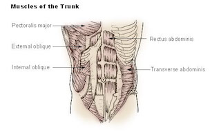 Músculos abdominales