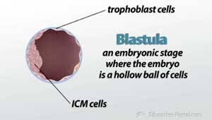 Ilustración de una blastula