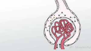 Ilustración de glomérulos