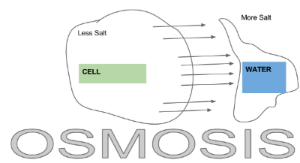 Ósmosis